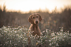Magyar Vizsla Portrait