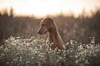 Magyar Vizsla Portrait