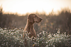 Magyar Vizsla Portrait