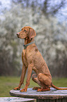 Magyar Vizsla at spring time