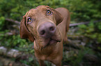 Magyar Vizsla Portrait