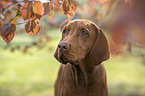 Magyar Vizsla Portrait