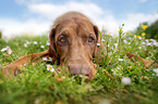 Magyar Vizsla lying Magyar Vizsla