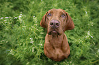 sitting Magyar Vizsla