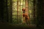Magyar Vizsla in the forest