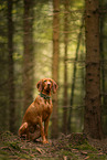 Magyar Vizsla in the forest