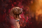 Magyar Vizsla in autumn