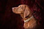 Magyar Vizsla in autumn