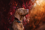 Magyar Vizsla in autumn