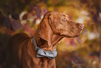 Magyar Vizsla in autumn