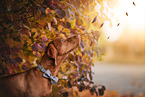 Magyar Vizsla in autumn