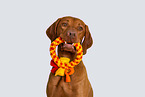 Magyar Vizsla Portrait