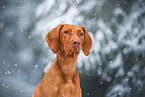 Magyar Vizsla in winter