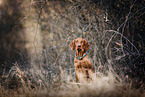 Magyar Vizsla in autumn