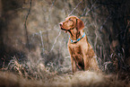 Magyar Vizsla in autumn