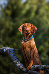Magyar Vizsla in summer