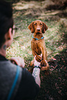Magyar Vizsla gives paw