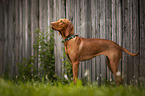 Magyar Vizsla in summer