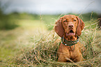 Magyar Vizsla in summer