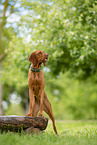 Magyar Vizsla in summer