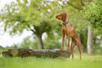 Magyar Vizsla in summer