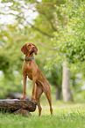 Magyar Vizsla in summer
