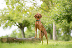 Magyar Vizsla in summer