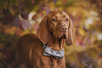 Magyar Vizsla with bowtie