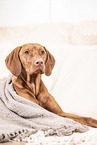Magyar Vizsla within the house