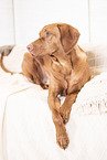 Magyar Vizsla on the sofa