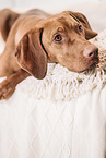 Magyar Vizsla on the sofa