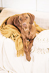 Magyar Vizsla on the sofa