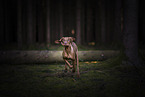 young Magyar Vizsla