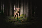 young Magyar Vizsla