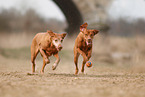 2 Magyar Vizsla