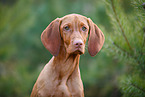 young Magyar Vizsla