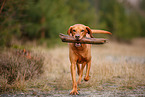 young Magyar Vizsla