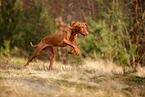 young Magyar Vizsla