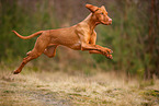 young Magyar Vizsla