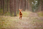 young Magyar Vizsla