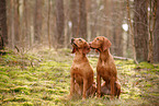 2 Magyar Vizsla