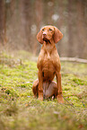 young Magyar Vizsla