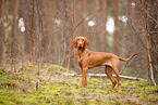 young Magyar Vizsla