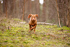 young Magyar Vizsla