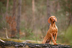 young Magyar Vizsla