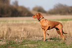 Magyar Vizsla in autumn