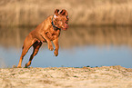 Magyar Vizsla in autumn