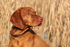 Magyar Vizsla in autumn