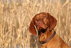 Magyar Vizsla in autumn