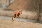 Magyar Vizsla in autumn